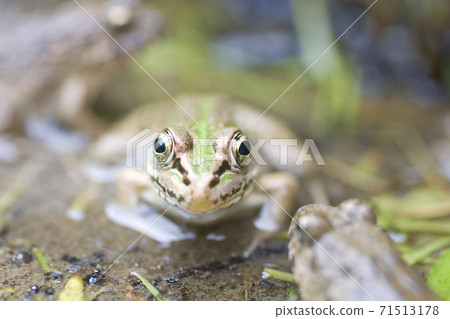水邊樹蛙 71513178