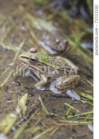 水邊樹蛙 71513182