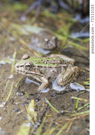 水邊樹蛙 71513183