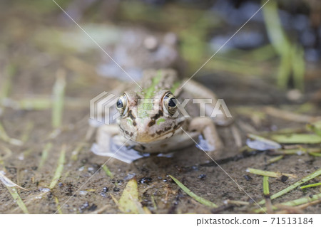 水邊樹蛙 71513184