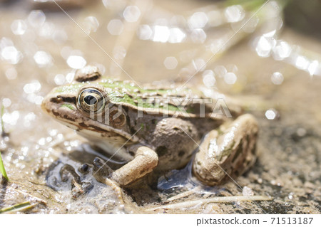 水邊樹蛙 71513187
