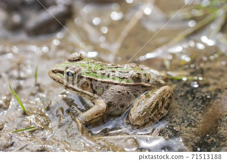 水邊樹蛙 71513188