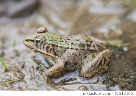 水邊樹蛙 71513190