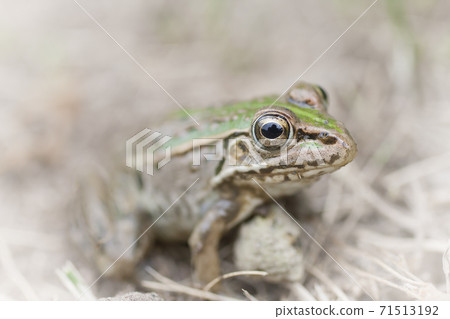 水邊樹蛙 71513192