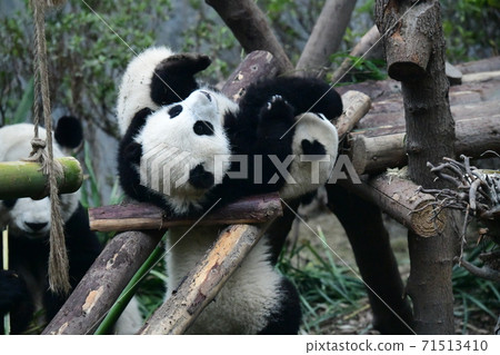 親子熊貓 71513410