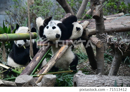 Parent-child Panda 71513412