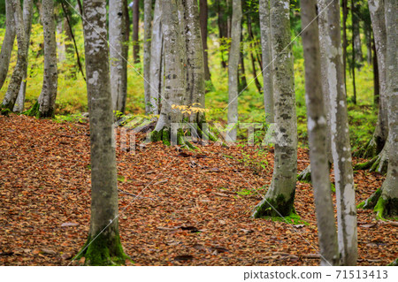 Beauty forest beech yellow leaves 71513413