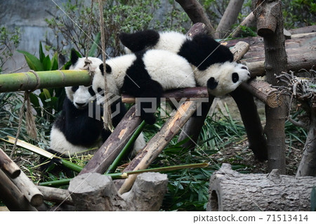 Parent-child Panda 71513414