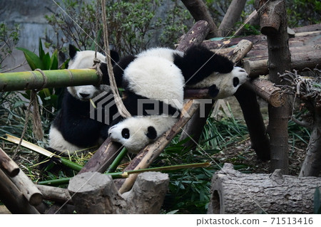 親子熊貓 71513416