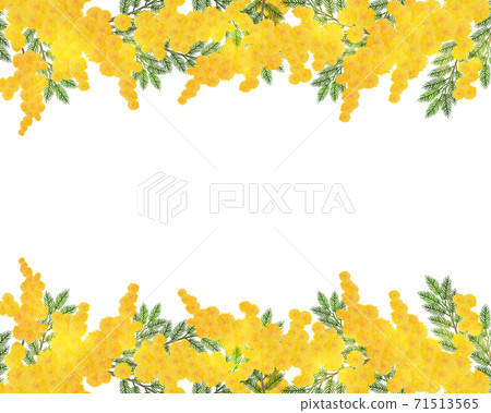 Mimosa frame watercolor illustration 71513565
