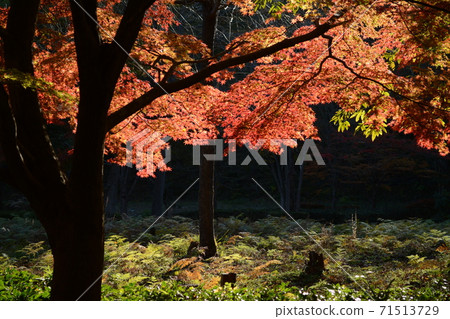休閒村公園的秋天_2020 休閒村公園的秋天_2020 71513729