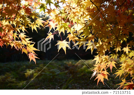 休閒村公園的秋天_2020 休閒村公園的秋天_2020 71513731