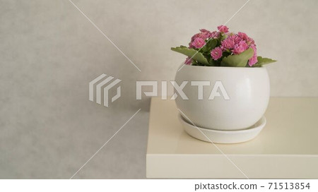 Kalanchoe flower in a pot. pink Kalanchoe flowers in a pot on a white background 71513854