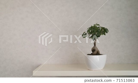 Bonsai tree grows in a pot. Miniature japanese bonsai tree isolated against grey and standing in small pot 71513863
