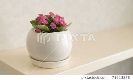 Kalanchoe flower in a pot. pink Kalanchoe flowers in a pot on a white background Kalanchoe flower in a pot. pink Kalanchoe flowers in a pot on a white background 71513878