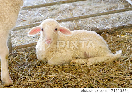 Sheep, lamb on a farm in the barn, Gironde Sheep, lamb on a farm in the barn, Gironde 71513884