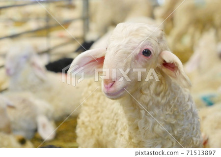 Sheep, lamb on a farm in the barn, Gironde 71513897