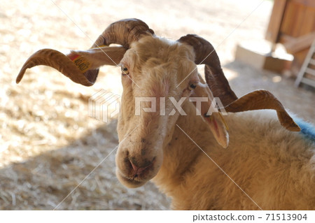 Sheep, lamb on a farm in the barn, Gironde Sheep, lamb on a farm in the barn, Gironde 71513904