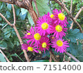 Purple and yellow flowers blooming on the roadside 71514000
