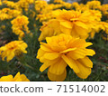 A flower with beautiful yellow petals 71514002