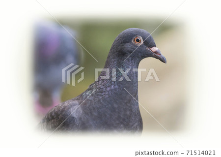Pigeon pigeon walk Pigeon pigeon walk 71514021