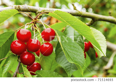 Cherry picking of Sato Nishiki, Higashine City, Yamagata Prefecture 71514693