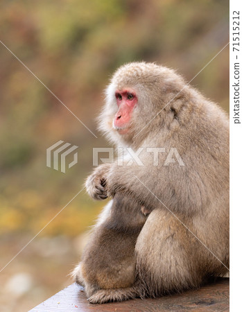 Japanese macaque, a mother holding a child with great care 71515212