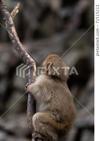 Japanese macaques for children playing by climbing trees 71515213