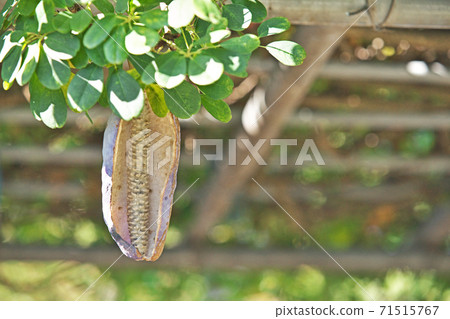 Fruit of akebi with open mouth 71515767