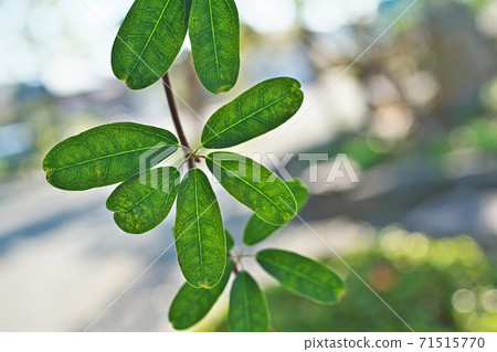 Goyoakebi leaf (transmitted light) 71515770