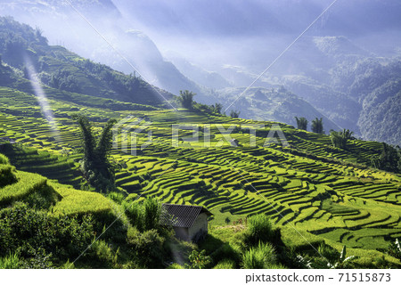 Terraced rice fields in Y ty, Sapa, Laocai, Vietnam prepare the harvest 71515873