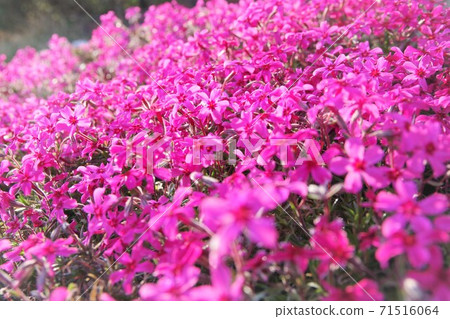 Moss phlox  71516064