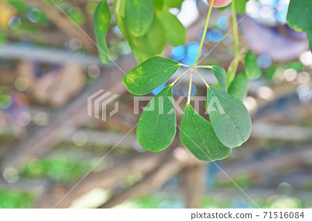 Goyoakebi leaf (forward light) 71516084