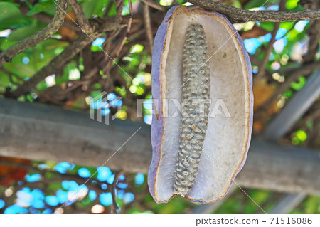 Akebi fruit with an open mouth 71516086