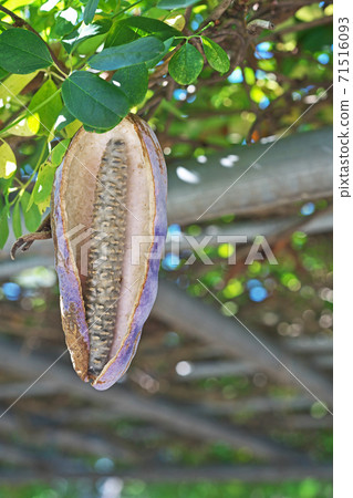 Akebi fruit with an open mouth 71516093