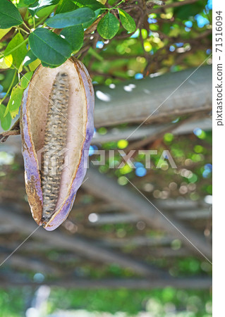 Akebi fruit with an open mouth 71516094
