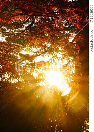 Autumn leaves at dusk 71516095