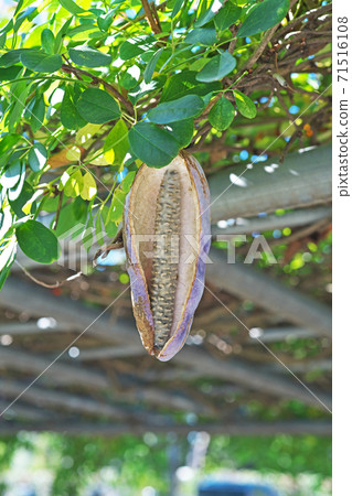 Fruit of akebi with open mouth 71516108