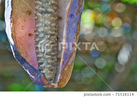 Fruit of akebi with open mouth 71516114