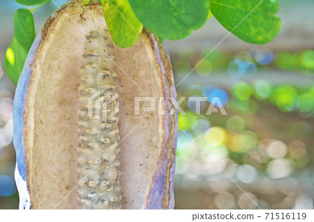 Fruit of akebi with open mouth 71516119