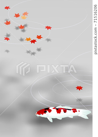 錦鯉秋葉灰色垂直 71516206