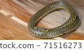 Grass snake, Xenochrophis piscator, fishing snake, fish snake, red snake, water grass snake, small yellow snake, snake 71516273