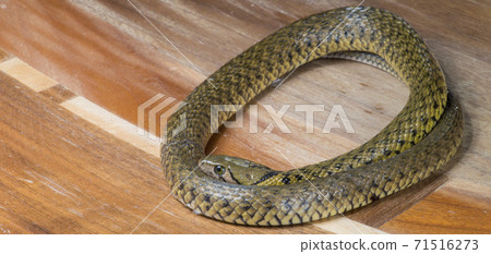 Grass snake, Xenochrophis piscator, fishing snake, fish snake, red snake, water grass snake, small yellow snake, snake 71516273