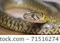 Grass snake, Xenochrophis piscator, fishing snake, fish snake, red snake, water grass snake, small yellow snake, snake 71516274