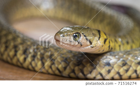 Grass snake, Xenochrophis piscator, fishing snake, fish snake, red snake, water grass snake, small yellow snake, snake 71516274