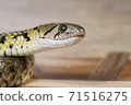 Grass snake, Xenochrophis piscator, fishing snake, fish snake, red snake, water grass snake, small yellow snake, snake 71516275
