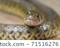 Grass snake, Xenochrophis piscator, fishing snake, fish snake, red snake, water grass snake, small yellow snake, snake 71516276