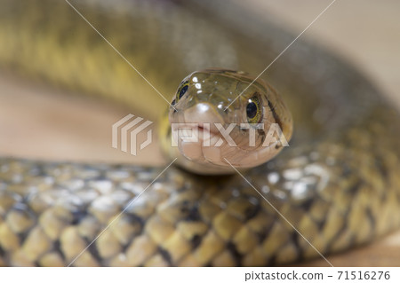 草花蛇、Xenochrophis piscator、漁游蛇、魚蛇、紅糟蛇、水草蛇、小黃蛇、snake 草花蛇、Xenochrophis piscator、漁游蛇、魚蛇、紅糟蛇、水草蛇、小黃蛇、snake 71516276