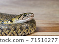 Grass snake, Xenochrophis piscator, fishing snake, fish snake, red snake, water grass snake, small yellow snake, snake 71516277