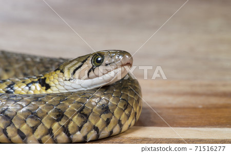 草花蛇、Xenochrophis piscator、漁游蛇、魚蛇、紅糟蛇、水草蛇、小黃蛇、snake 71516277